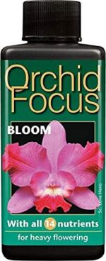 Orchid focus bloom