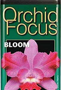 Orchid focus bloom